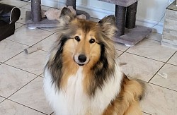 Aurelia Ronja vom Sonnenhof, genannt Ronja, HD/ED A, CEA  +/-, PRA    + /+,  MDR1   + / + , DM   + /-