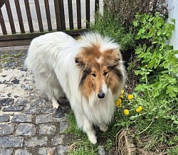 Zarewitsch vom Märchenland, HD/ED frei, MDR1 / CEA / DM / PRAfrei