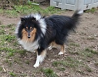 Painted black Night von der Ischlerbahn