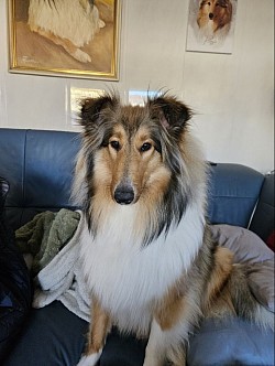 Meine Galaxy wie sie leubt und lebt. Sie ist eine Tochter meiner Joseline Cheyenne vom Alten Regen
